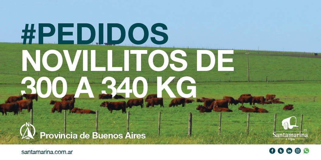 Santamehijos's tweet image. #Compramos novillitos de 300 a 340 kg en provincia de Buenos Aires. ¡Ofertas por privado!
santamarina.com.ar