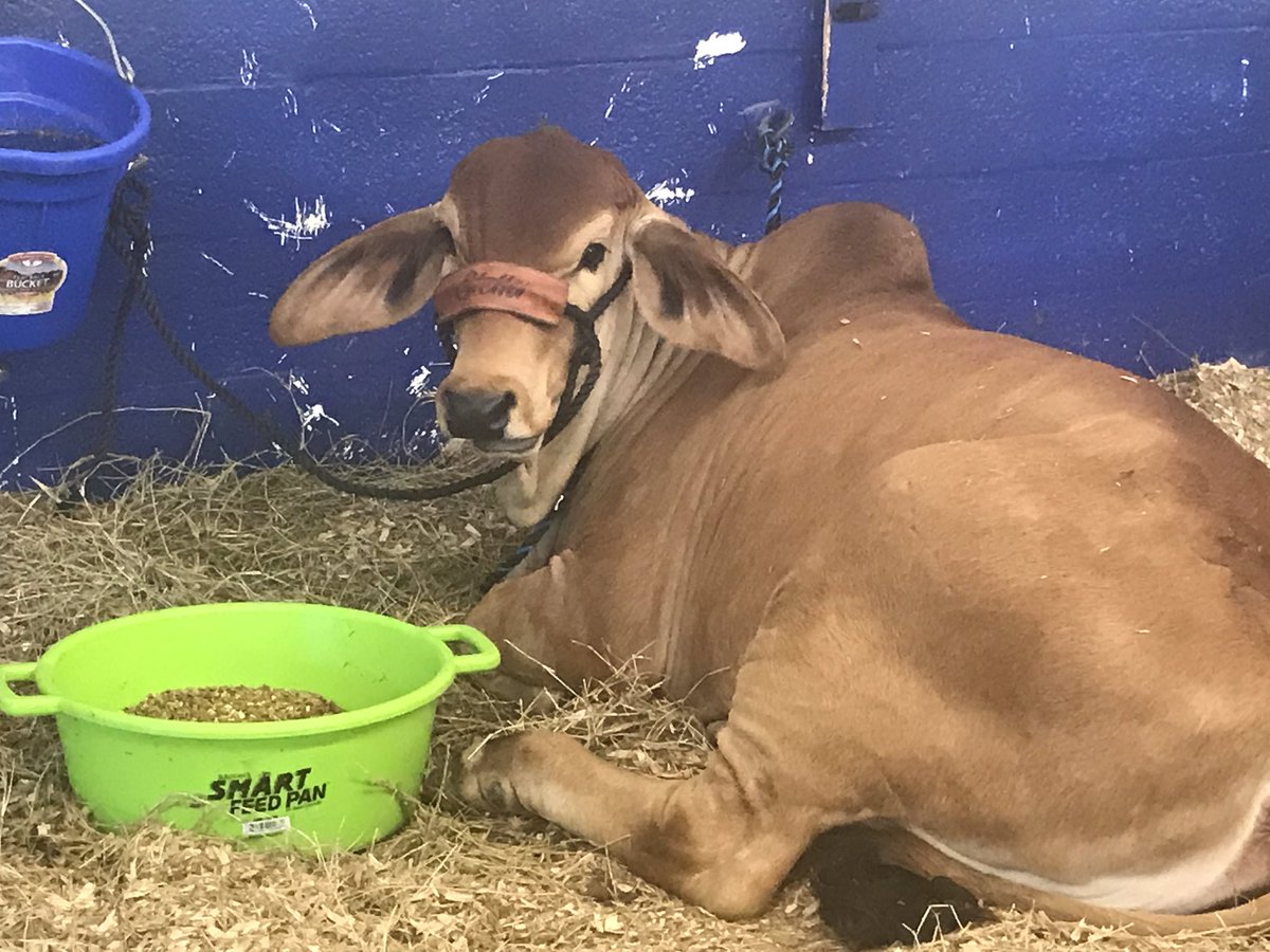 Erin_Mac16's tweet photo. Moooooooo 🐮 I personally think cows make more of a “murrrrrr” sound... what do you think!? 🐄 #martincountyfair https://t.co/lndMehHf6P