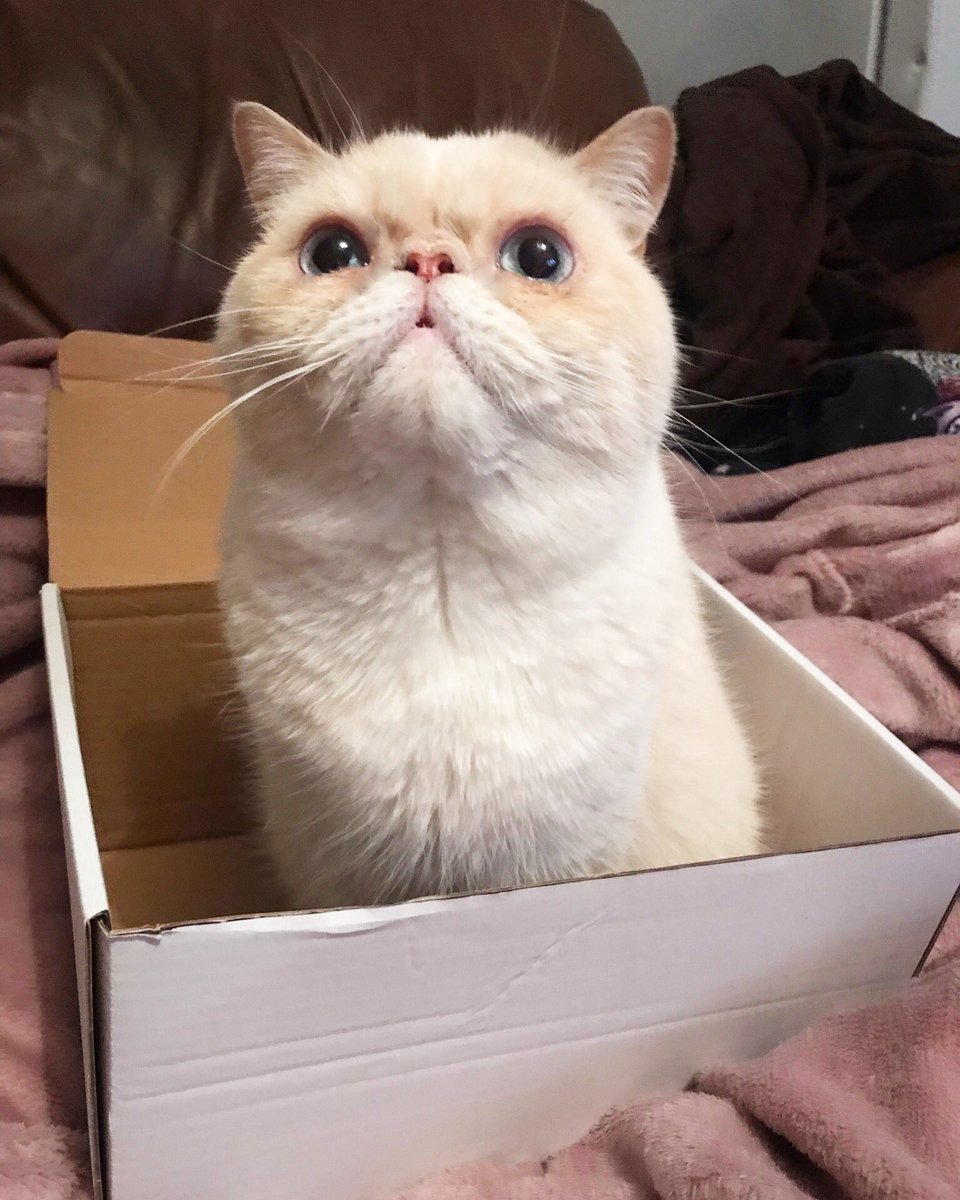 Box Pawty? I’m in!! 

#boxpawty #fridaynightboxpawty #boxparty #IFitsISits #catsinboxes #brightoncats