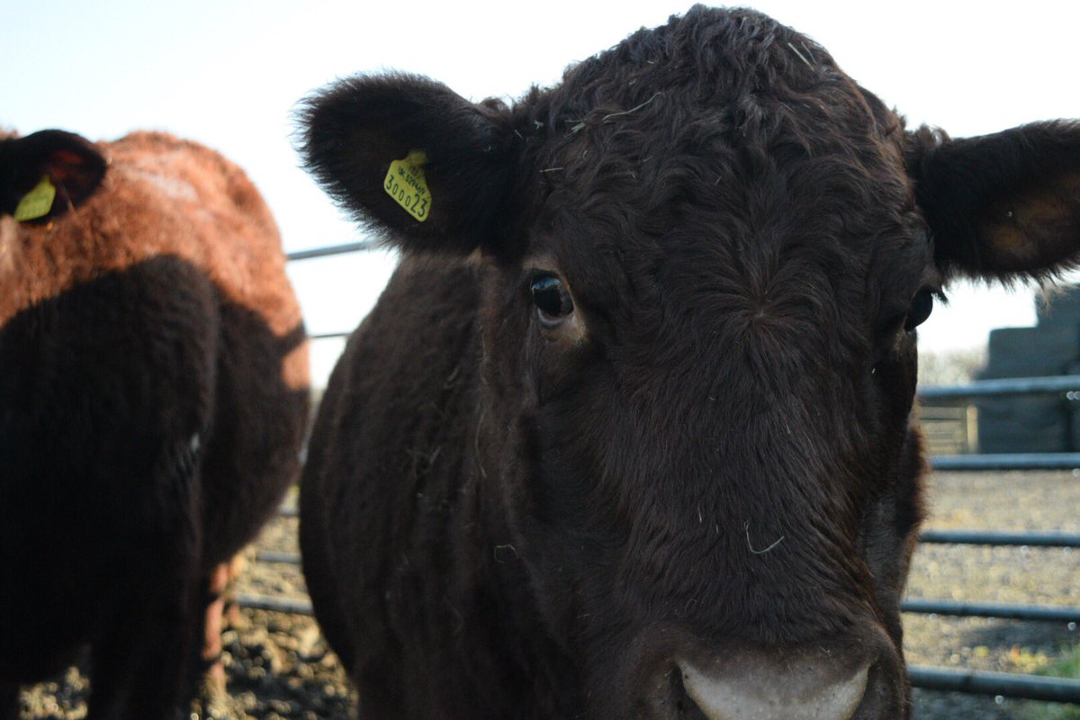 Lillady's tweet photo. Cattle appreciating some sun on their backs, so far that has been an easy winter... didnβt take a step indoors this year! #rubyreddevon #beef365 #teambeef #beeffarmers https://t.co/mhFtbecdVb