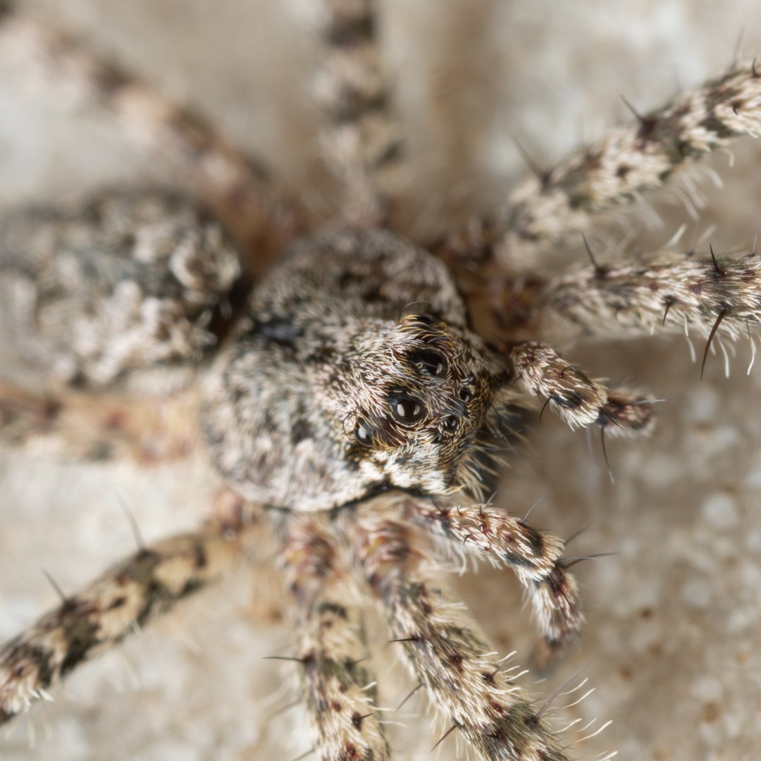 Here is a cute little spider that I noticed checking me out. The little spider was hanging out on a flower pot!
#Spider #Arachnid #Macro #Nature #Hairy #MacroPhotography #TeamCanon #beautiful_insects_japan #kings_macro #electric_macro #insects_of_our_world #fun