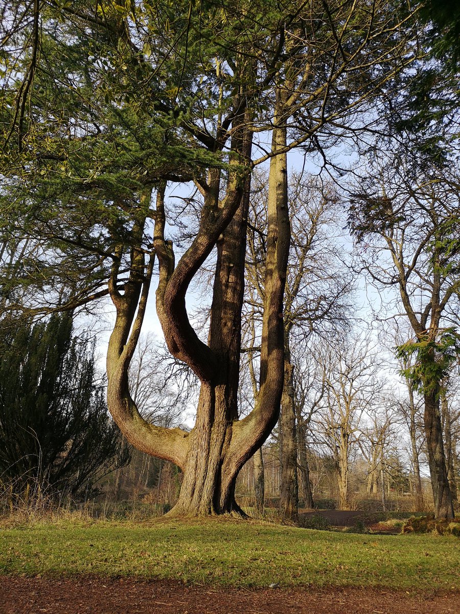 Lanarkshire Country Lass (@smacgal) on Twitter photo Trees in many stages of life. <a href="/CLUTHA2018/">CLUTHA Archaeology Project</a> #dalzell #lanarkshire #springtime <a href="/BBCCountryfile/">BBC Countryfile</a> Trees in many stages of life. <a href="/CLUTHA2018/">CLUTHA Archaeology Project</a> #dalzell #lanarkshire #springtime <a href="/BBCCountryfile/">BBC Countryfile</a>