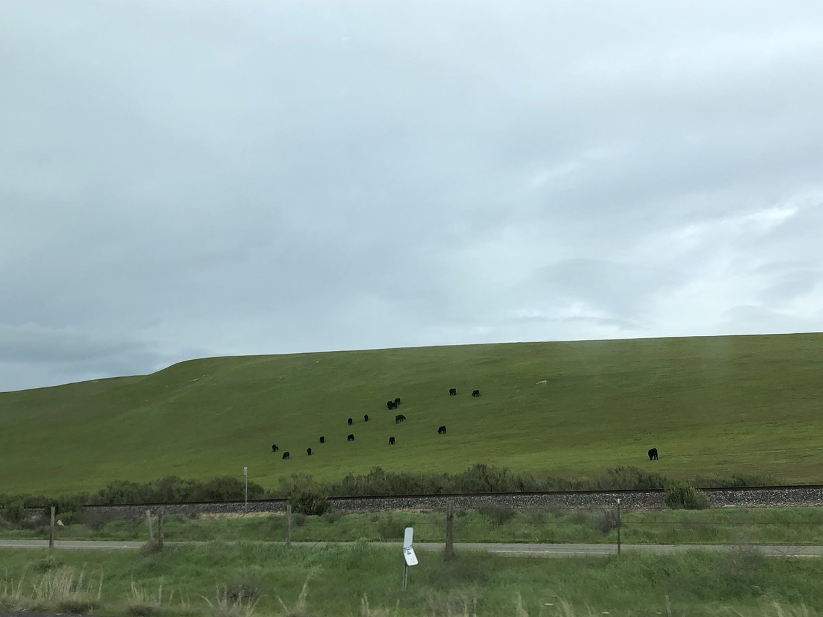 Have you ever driven from San Diego to Napa?! These cows and horses and llamas and even little baby goats are the cutest freaking thing! Anddddd they get an ocean view and todayyyyy they even get a rainbow!!☺️California is gorgeous! Where should we go first in Napa?! #napavalley