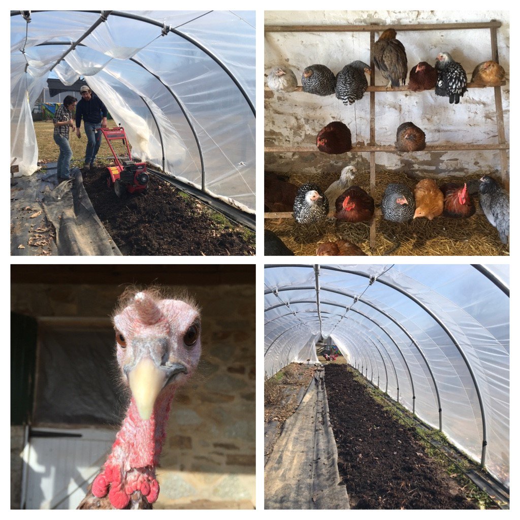 FriendsGKF's tweet photo. It's #FarmPhotoFriday!!! Unsure what season we're supposed to be in right now? So are our turkeys and chickens. At least the sunshine makes spreading compost a little more enjoyable โ๏ธ๐ฑ๐ป๐๐ฆ https://t.co/sL2L4d3jPA