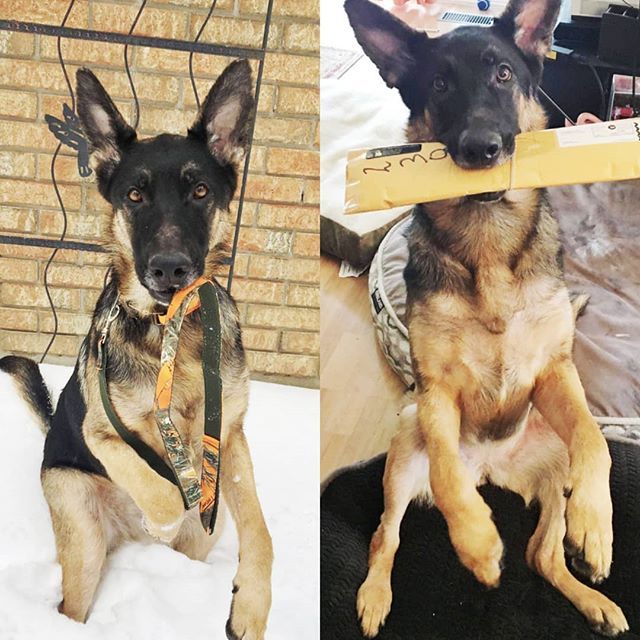 larueoriginal's tweet photo. Someone was very happy to receive their package from the in stock sale!!! Each item just $10!!! That's 50% OFF😮... Love the poses lol. Thank you for the customer photos ❤️ #instadog #dogsofinstagram #collar #dogcollars #customdogcollar #leash #doglea… https://t.co/x0BxJ6FXHY https://t.co/rojX6lFmcC