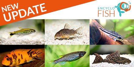 EncycloFish's tweet photo. π New update ! π
Here are the new sheets of the week, available now on Encyclo-fish ! π
> Green neon
https://t.co/WuRSWXUNPS
> Zebra mbuna
https://t.co/cmyb9ODQ5D
> Leopard danio
> Pygmy catfish
> Sterbaβs corydora
#encyclofish #aquarium #fish #fishkeeping https://t.co/VjcF7QLBf0