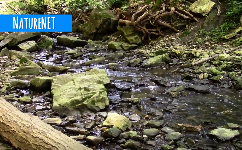 NatureNETzzz's tweet photo. Enchanted Spring of Water | Relaxing Nature Sounds >> https://t.co/knrdM6hyhZ

#nature #sleep #relax #ruver #creek #study #nap #chill #meditate https://t.co/FhuKCU259Y