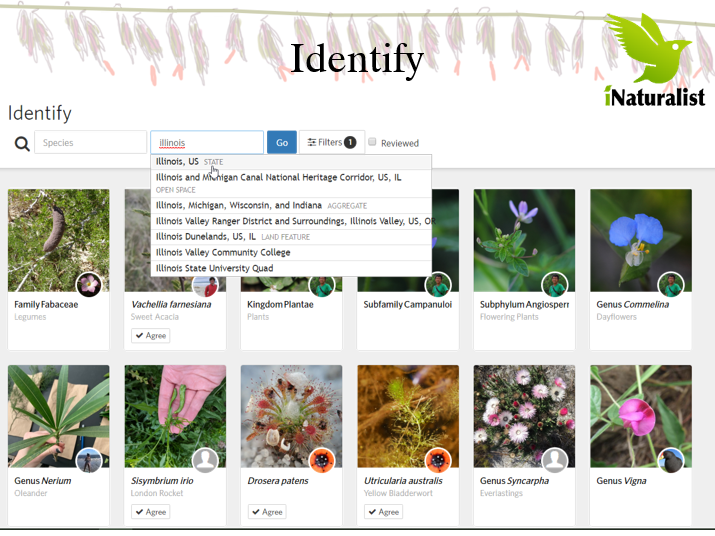 ecologyllc's tweet photo. Our ecologist cassi saari/@BOUCUR is presenting on the use of @iNaturalist for collecting biodiversity data at this year's @WildThingsChi Conference (Feb 23rd, 3:30 PM timeslot). Tickets are still available at https://t.co/T7mW7TTntl #WildThings19 https://t.co/XIZjhqjMhZ