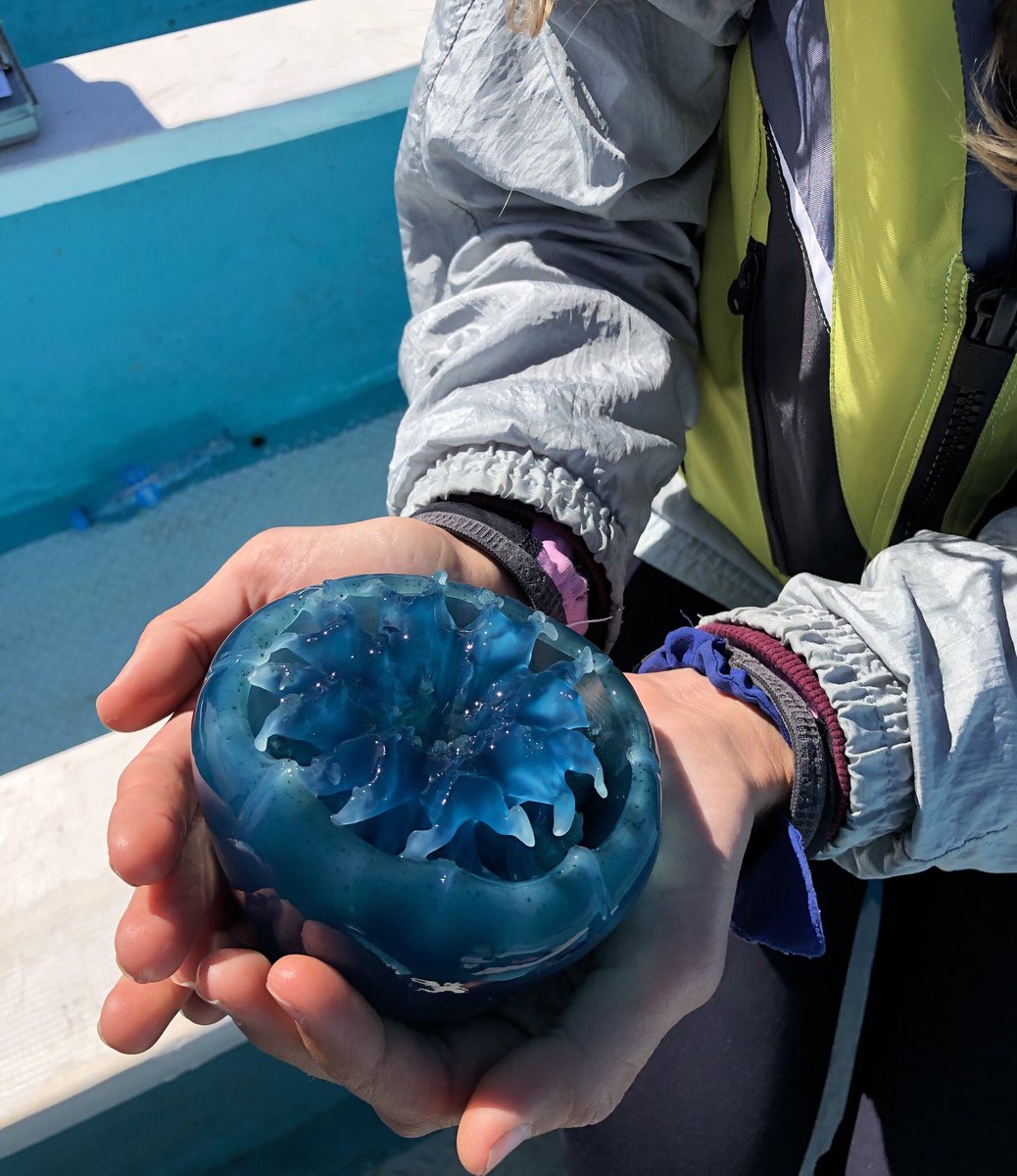 Everardo Mariano tweet media