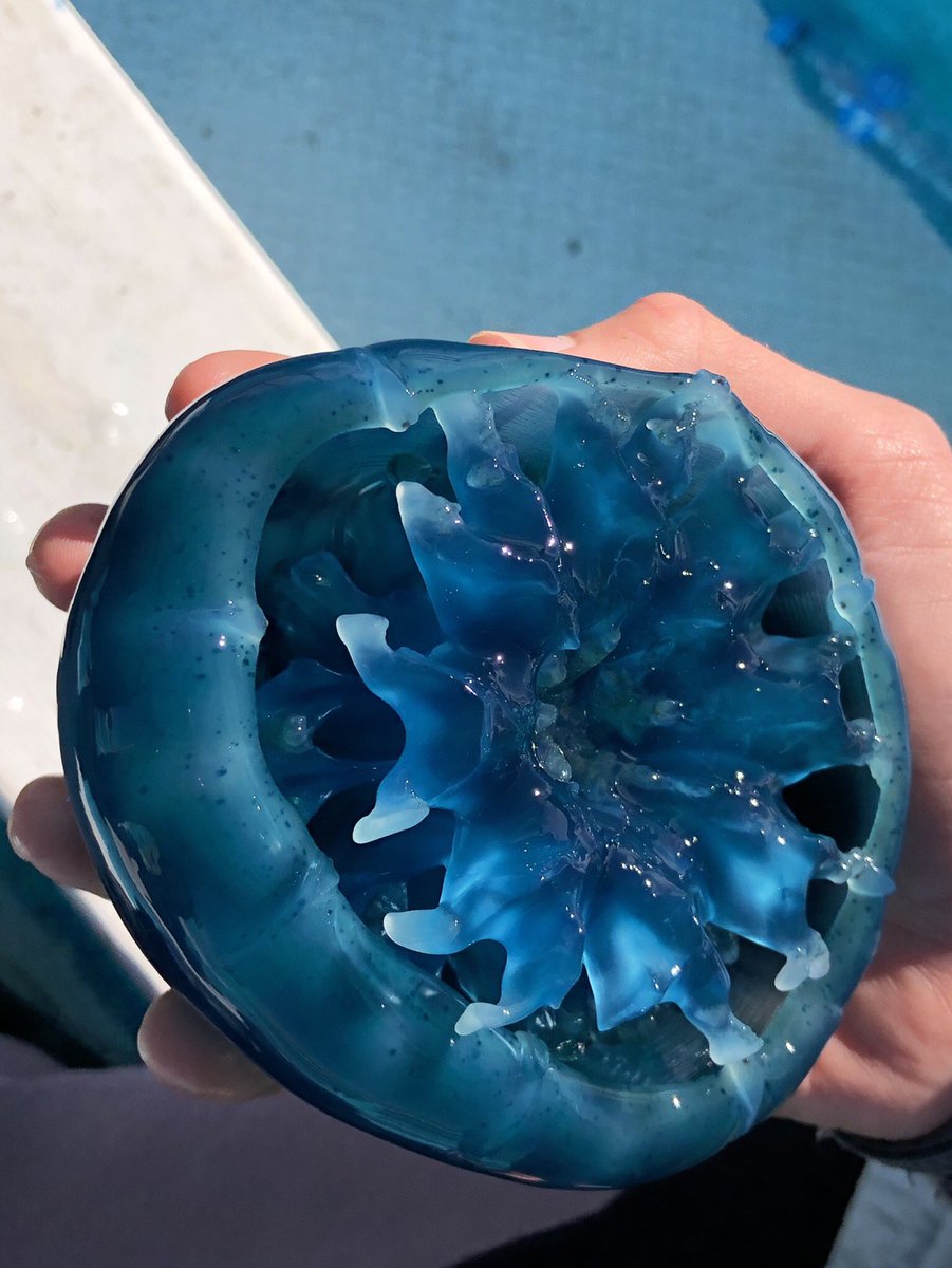 Everardo Mariano tweet media