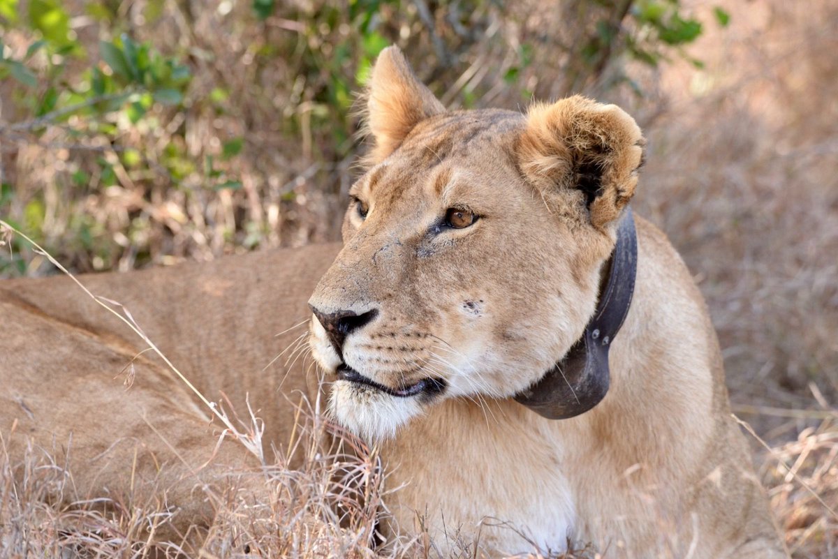TheBigCatSanct's tweet photo. "This collar is probably one of the best chances the lion is going to have" - #GilesClark
#BigCatsAboutTheHouse #BCATH #ProjectLion #Africanlion #thebigcatsanctuary @OlPejeta
Photo credit: Simon Jones https://t.co/MsRhzr2mnb