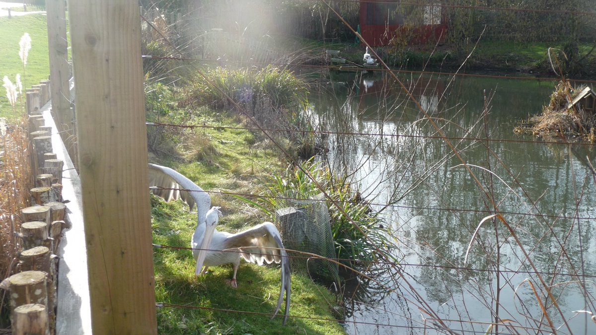 katesandison's tweet image. A beautiful stork! Misty light.