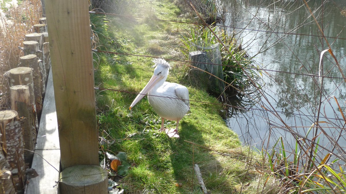 katesandison's tweet image. A beautiful stork! Misty light.