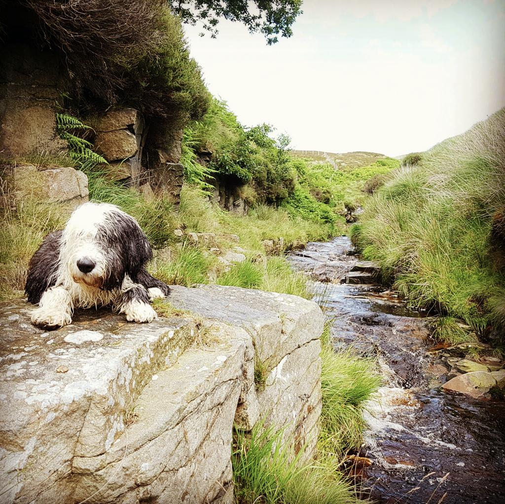 JandEJewellery's tweet photo. Scoping out the next stretch of river with my right hand man
https://t.co/IfZLdMsV10
#goldpanning #naturalweddingrings #omahd https://t.co/YIADdLX7MJ