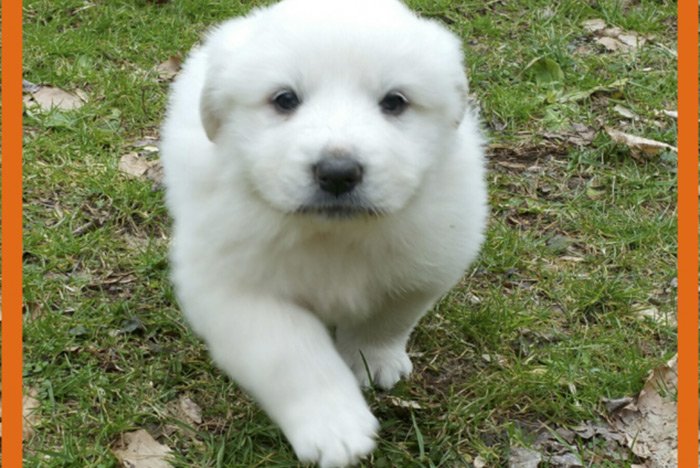 DailypetU's tweet photo. Great Pyrenees Puppies! https://t.co/ILrgBzT52d #dog #dogs #puppy #puppies #puppiesforsale #pets #petsforsale #petclassifieds #greatpyrenees #mountvernon #kentucky #dailypet #dailypetus https://t.co/zbL0LXmMXx