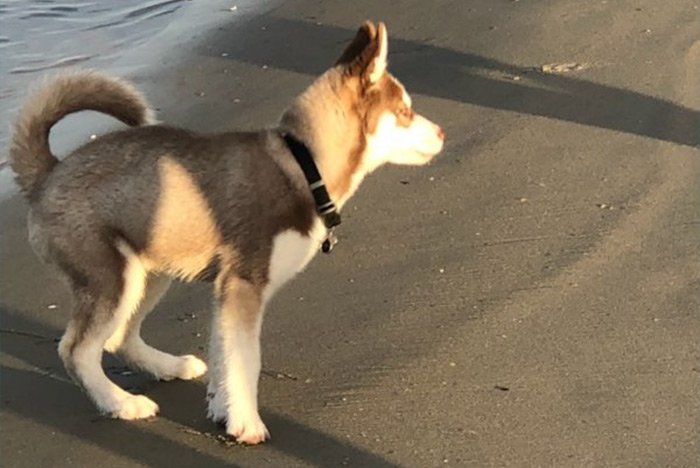 DailypetU's tweet photo. Husky Puppy: https://t.co/t6b6udO3Wi #dog #dogs #puppy #puppies #puppiesforsale #pets #petsforsale #petclassifieds #siberianhusky #sandiego #california #dailypet #dailypetus https://t.co/YWnWXFhgtr