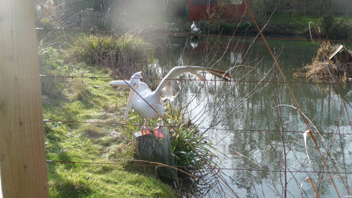 katesandison's tweet image. A beautiful stork! Misty light.