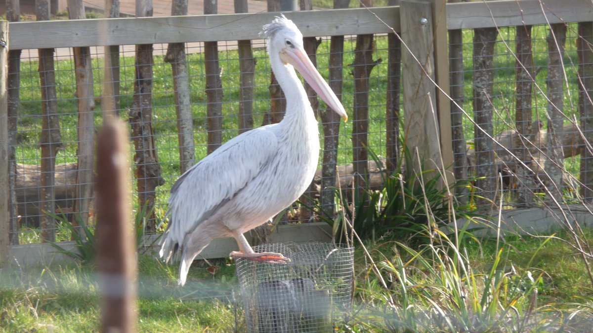katesandison's tweet image. A beautiful stork! Misty light.