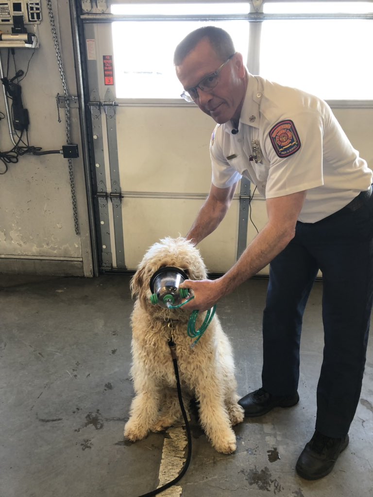 ChiefDave_RFD's tweet photo. Check us out tonight on @KOLO8 where we will be talking about what @RenoFireDept can do to rescue pets who may be victims in an emergency. The newest member of our staff will be modeling the pet rescue mask as we “save” Mookie https://t.co/7tgtJEGX8y