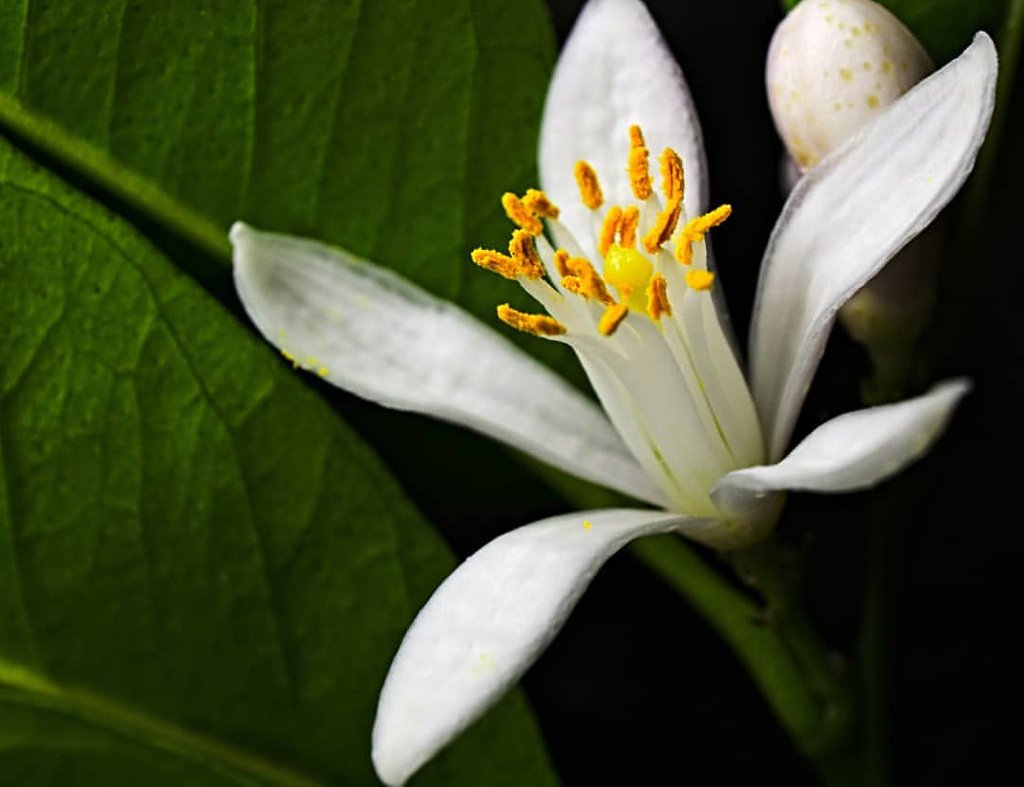 type:A deodorant tweet media