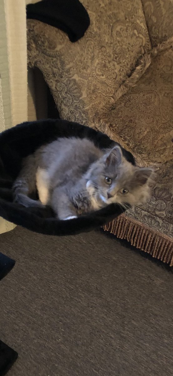 bmichele13's tweet photo. Matthew and I got the cutest kitten ever 😍💖 https://t.co/wNmGjUOUkd