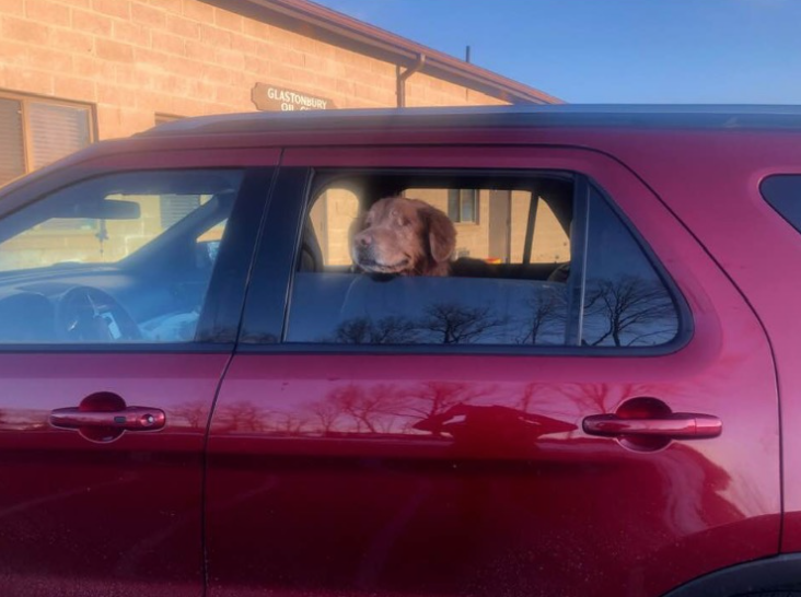 MonacoFord's tweet photo. Yogi fell in love with his new Explorer! #ford #monacoford #fordexplorer #explorer #valentinesday #fallinlove #dogsofinstagram https://t.co/aF0X6tPGFy