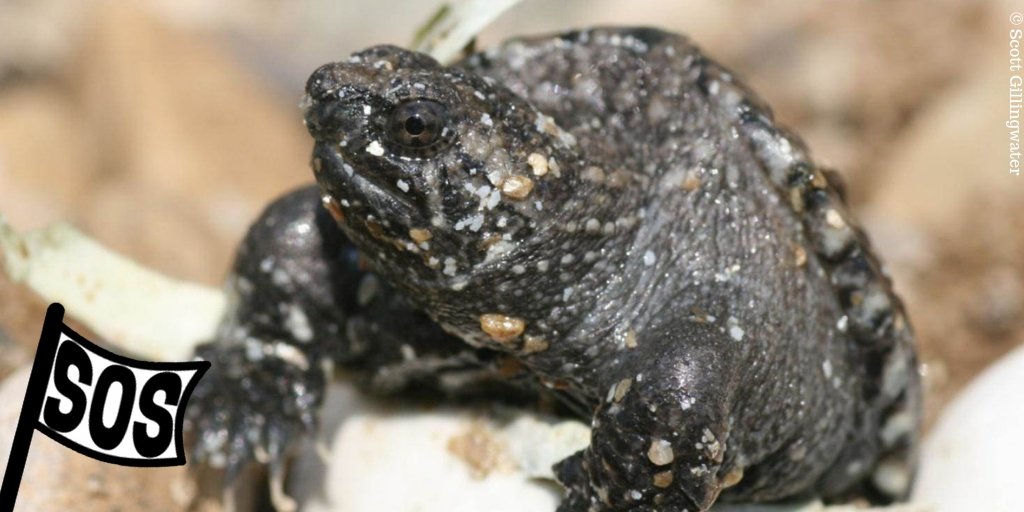 Ontario Nature (@ontarionature) on Twitter photo Join us for a free webinar about the upcoming review of Ontario's Endangered Species Act.
Find out what's at stake and what you can do to help.
Register today: bit.ly/ESAfreewebinar
Co-hosted with <a href="/DavidSuzukiFDN/">David Suzuki FDN</a> and <a href="/WCS_Canada/">WCS Canada</a>.
#SOS #SaveOntarioSpecies #ESA Join us for a free webinar about the upcoming review of Ontario's Endangered Species Act.
Find out what's at stake and what you can do to help.
Register today: bit.ly/ESAfreewebinar
Co-hosted with <a href="/DavidSuzukiFDN/">David Suzuki FDN</a> and <a href="/WCS_Canada/">WCS Canada</a>.
#SOS #SaveOntarioSpecies #ESA