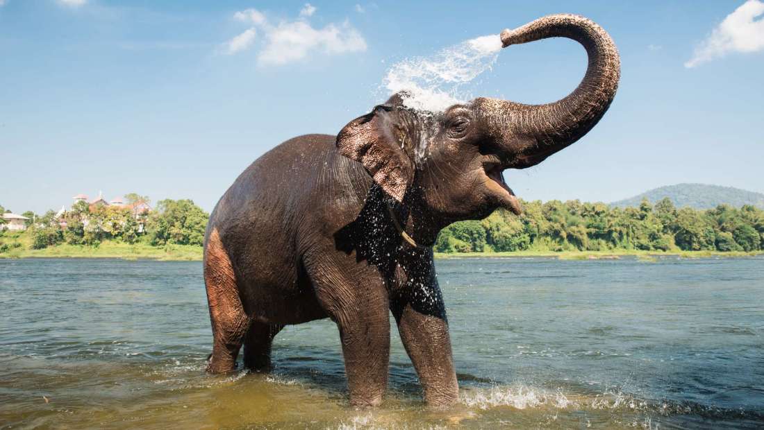 EmergElephants's tweet photo. https://t.co/Zu4RRycyTl