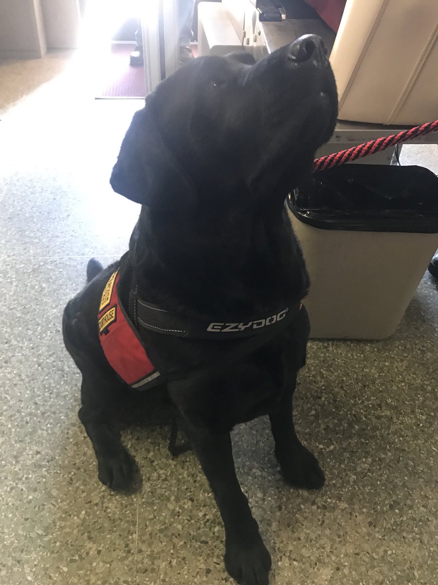 GOOD BOY: Beaumont is here at the Curry County Courthouse all the way from Roswell to provide emotional support to the survivors of the Clovis library shooting during Jouett’s sentencing. Look at that sweet face ❤️ <a href="/krqe/">KRQE News 13</a>