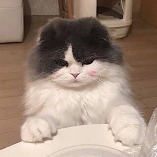 CatsBible's tweet photo. https://t.co/P4qSl3It0H