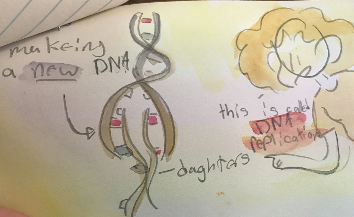 MerricRentzel's tweet photo. The creativity in these DNA Replication projects is phenomenal, I am so proud of all their hard work!#TodayAtLHSK #bioislife #soproud https://t.co/cT4qxsyOLX