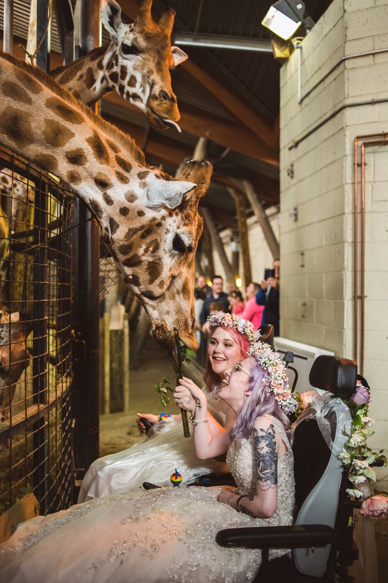 LilFallOfReign's tweet photo. @bea_p_webster We went through the zoo and fed giraffes on our wedding day last year!! There were so many kids pointing and gasping saying “look mummy princesses!” “PRINCESSES!!” 😭💕 https://t.co/fib22V51uB