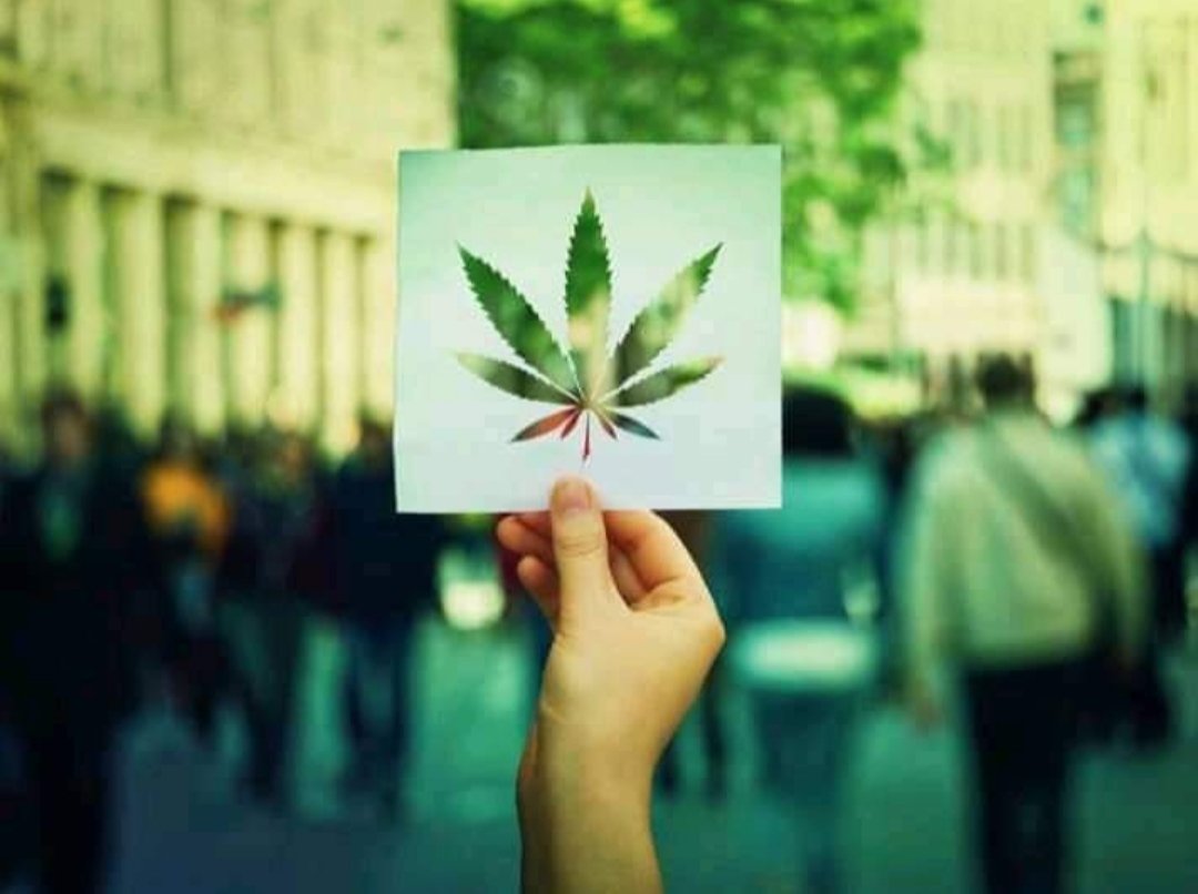 CbdComfort's tweet photo. #cbd #cbdoil #cbdoiluk #cbdoilscotland #cbdoilglasgow #cbdhealth #cannabis #MedicalMarijuana #hemp #nature #wellness #health #lovecbd #fullspectrum #cbdhemp #comfortcbd https://t.co/spjE8rHVS3