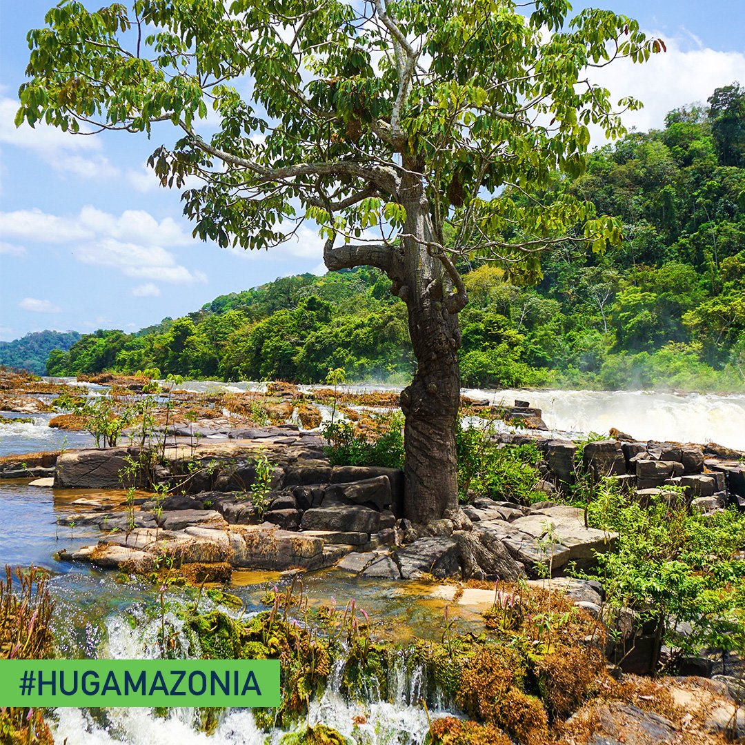HUGAmazonia's tweet photo. You know what is the #AmazonRainforest is, but do you have any knowledge about the Legal Amazon concept? Learn what it means at https://t.co/bXe8e8Pp8S  Help keep the #AmazoniaRainforest trees alive! https://t.co/VWpQh3avVt  
.
Credit: #HUGAmazonia
.
.
#TogetherForGreen https://t.co/bwBVSTbwBr