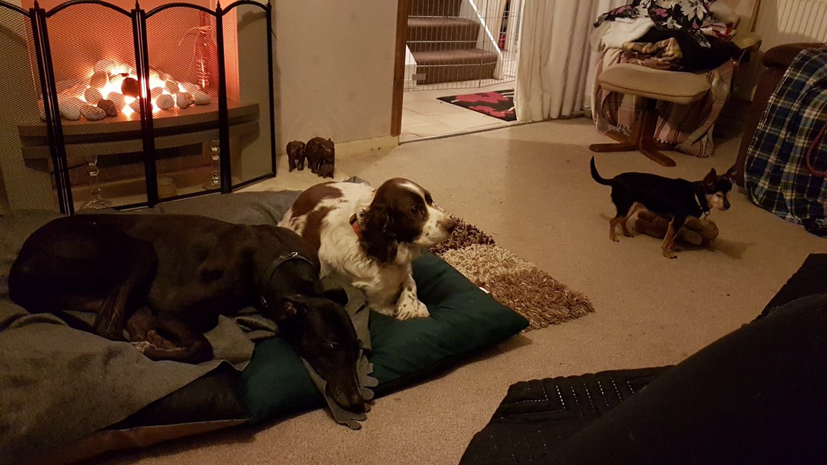 DuntonGreyhound's tweet photo. Brienne is settling in very well with her new family and getting used to the finer things in life!! https://t.co/cJqthXbNAv
