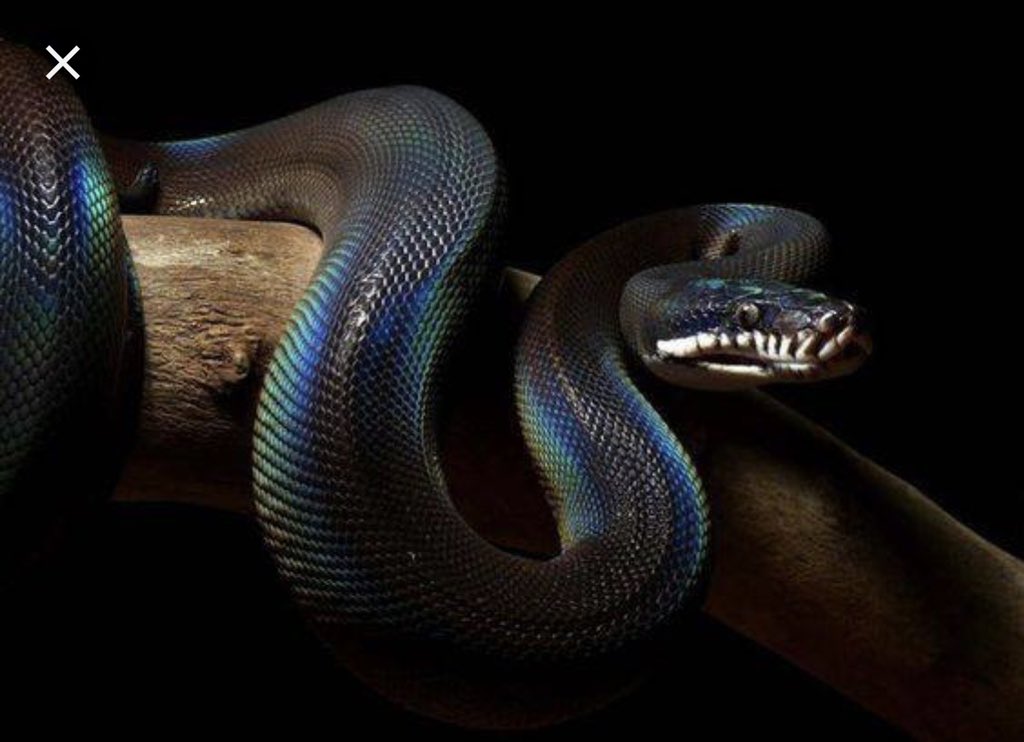 evolmonkey's tweet image. You need something badass and dark like ur soul... #WhiteLippedPython