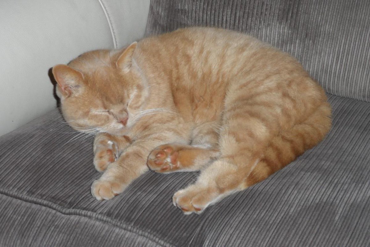 StrawbCatRescue's tweet photo. Jaffi 3 year old BSH boy red tabby. Fine with other cats (if FIV test negative). Loving boy. Vacc, chip and neuter done before home – be ready to adopt by 18/02/2019.

Location is Malvern, Worcestershire in foster home. Used to cat/dog.

No children under 8.

Adoption fee is £250 https://t.co/zM1OjEpPK7