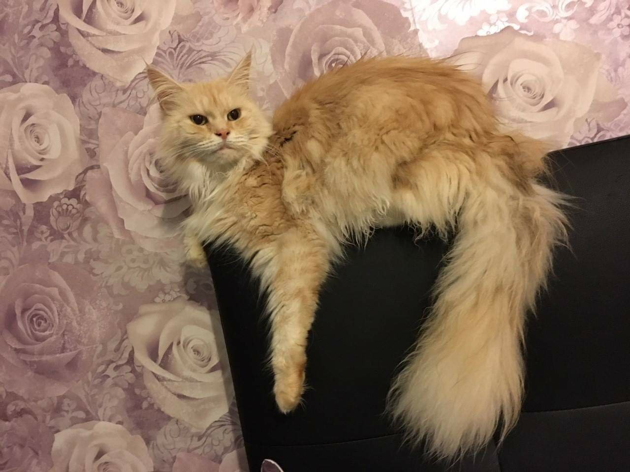 Strawberry pedigree cat rescue sale