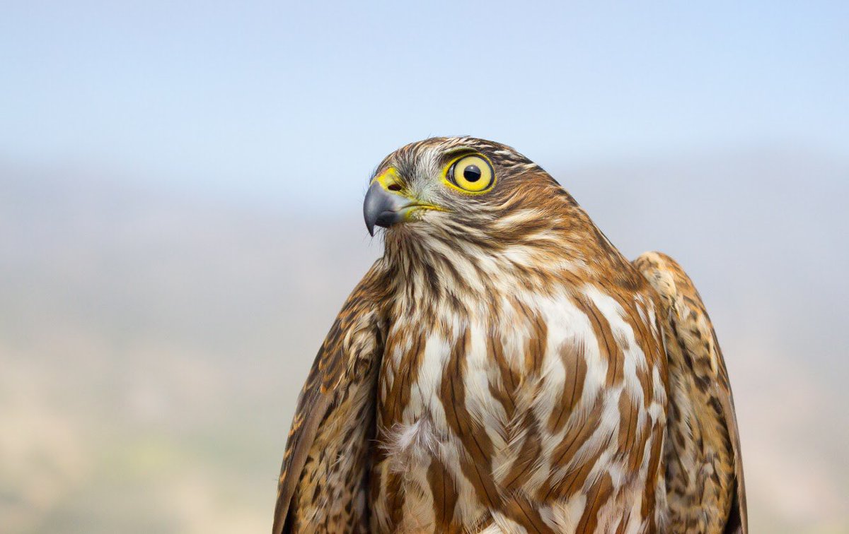 Ryan Bourbour tweet media