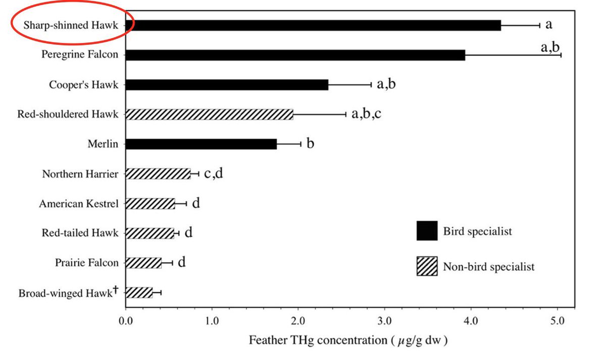 We assessed #Hg in archived feathers collected from raptor populations that migrate along the Pacific Flyway. #Raptors that specialize in hunting avian prey generally feed at a higher trophic level, which may explain the elevated Hg levels in species like the #SharpshinnedHawk.