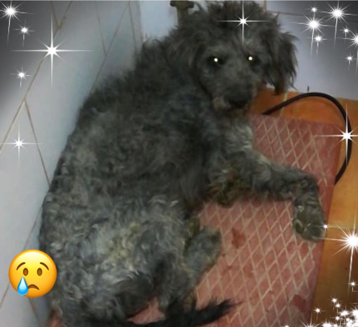 alitxe's tweet photo. Necesitamos acogida urgente para este angelito...la he encontrado en la autovía, tiene la cadera rota. La podemos operar, pero necesitamos alguien que la tenga en un sitio calentito después de operarla y no en la perrera. Ayuda!!!! @acogidaprotemlg @protemalaga @JusticiaPAT https://t.co/I3tpmUuf5t