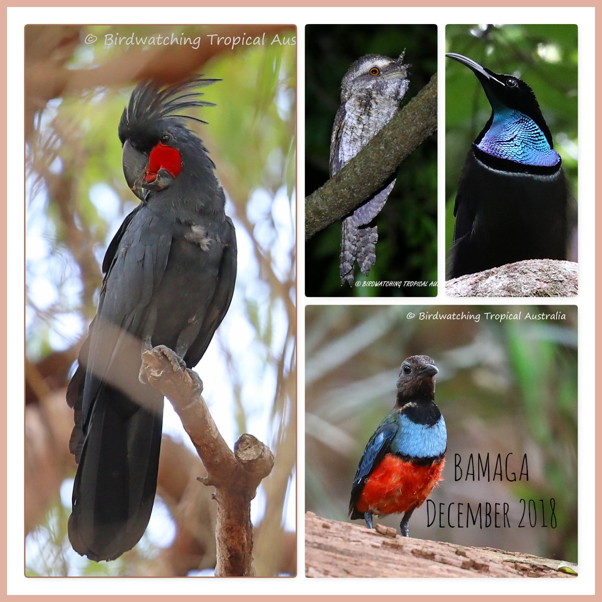 BirdwatchingT's tweet photo. Some of the highlights from our 2018 Pittas @ the Tip of Cape York Tour. Can't wait for this years tour in December! https://t.co/XU93GxkJpf
