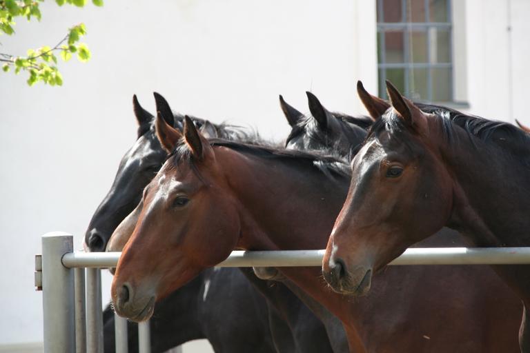 Have a great weekend ~Whatever you're doing enjoy &amp; here are a few links from around the web if you fancy a #weekend read ponyhour.com/2019/02/have-g…
#equineblogshare #ruralbloggers #equestrianbloggers