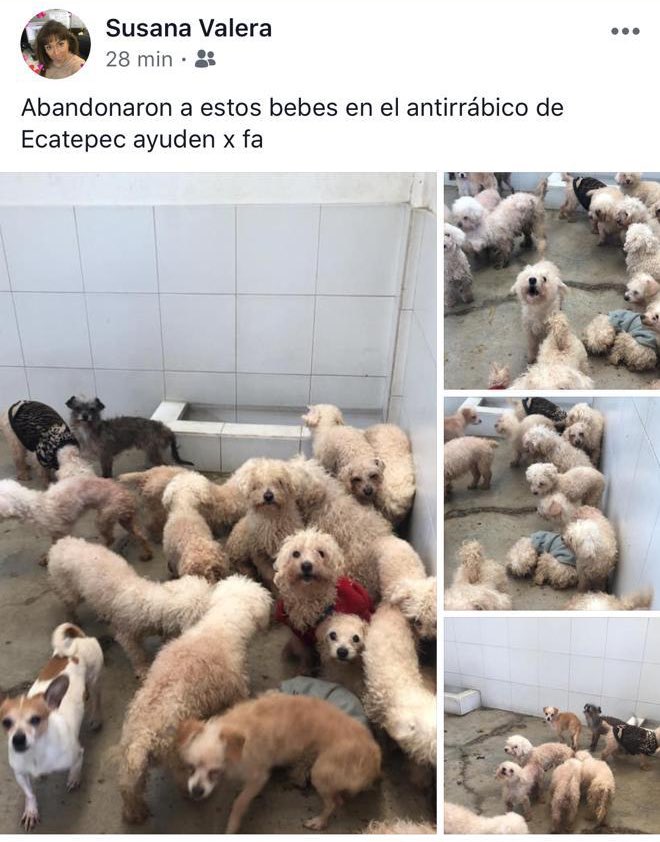 Mascotas Sismo tweet media