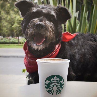 StarbucksCOL's tweet photo. Queremos que estés acompañado de los que te aman y eso incluye a tu amor perruno. ¡Nos encanta que nos visiten!  #PetFriendly https://t.co/zinphNxh9H