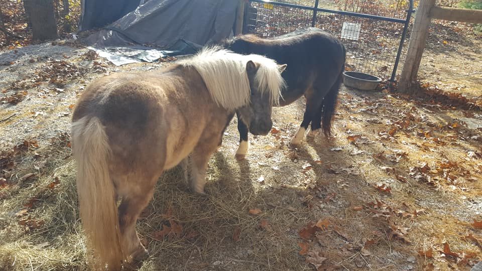 Teaching is stressful, but I just bought two mini horses to help me cope. Welcome to the class Bonnie and Clyde! 🍏 #NeedMoreApples #CIMT400