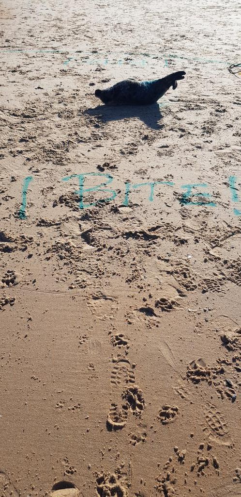 RichardIlderton's tweet image. I may have left a subtle hint in the sand too... 🤣
#seal #rescue #subtlehint