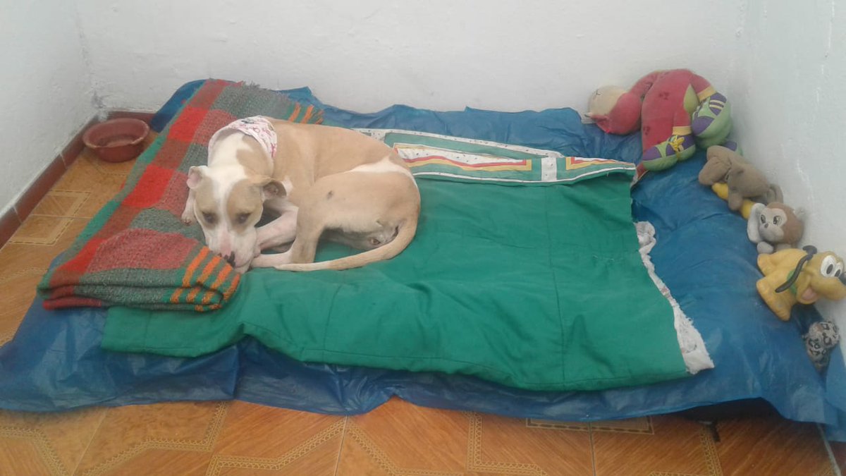 grand_lili's tweet photo. quien puede tener por fa esta perrita Urgente,  por 8 días se pagan 
Se dio en adopción  con todas las de la ley  con contrato visita  todoooo, y resultó q la vieja resultó ser bipolar, llamó a mi amiga a decirle q iba a matar la perrita,pueden escribirme 3123712915 Bogotá https://t.co/Rn0HIiajr9