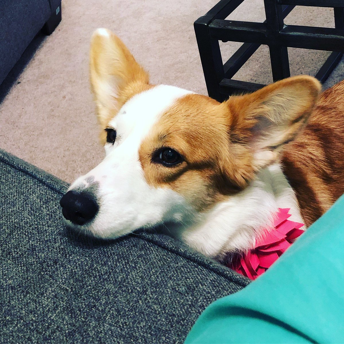takithecorgi's tweet image. The face of a beggar #corgi #corgis #corgisofinstagram