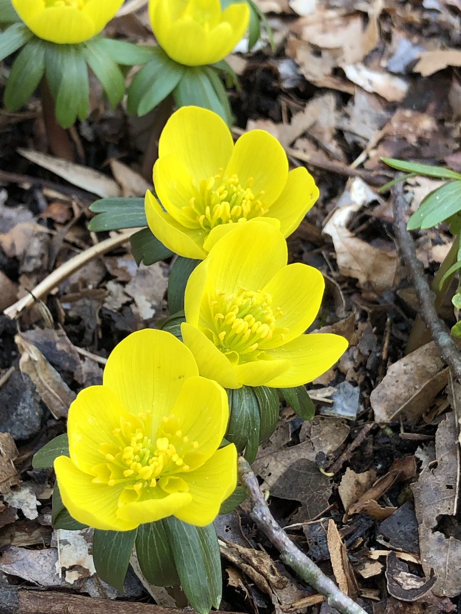 Tina Donato tweet media